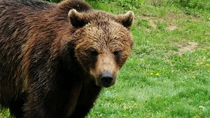 Tanczos Barna, reacţie după ce atacurile urşilor au băgat în spital cinci oameni în trei săptămâni: 