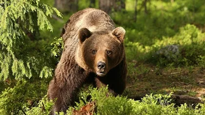 Turistă amendată pentru că hrănea un urs lângă barajul Vidraru. 20 de apeluri la 112