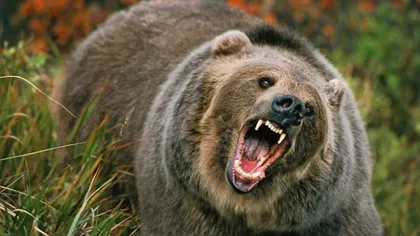 Ludovic Orban anunţă măsurile prin care vor fi oprite atacurile urşilor. 