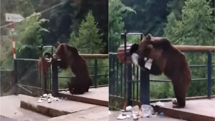 Urșii din Bacău au ieșit din pădure, pentru a lua masa în oraș. Cum au fost surprinse animalale - VIDEO
