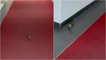 Un șobolan, surprins în timp ce gonea pe holurile Ministerului Economiei VIDEO
