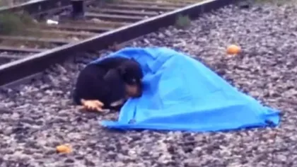 Devotament necondiționat. O cățelușă refuză să părăsească gara unde stăpâna ei a murit, fiind lovită de tren. Povestea care a impresionat o lume întreagă