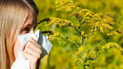 Românii alergici la ambrozie trebuie să aibă mare grijă. Un specialist atrage atenţia: „80%  dintre pacienții cu alegeri la ambrozie pot dezvolta astm bronșic”
