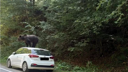 Urs urcat pe o mașină, filmat într-o zonă turistică din Argeș
