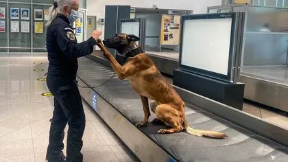 Primul pacient din România depistat cu COVID-19 cu ajutorul unui câine. 22 de pasageri ai unor zbor Madrid - Sibiu, plasaţi în carantină poliţist.