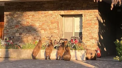 Invazia rozătoarelor uriaşe. Sute de capibara atacă grădini şi provoacă accidente rutiere într-un cartier de lux din Buenos Aires VIDEO