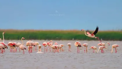 Păsările flamingo cuibăresc în Dobrogea pentru prima oară. Colonia are deja zece pui