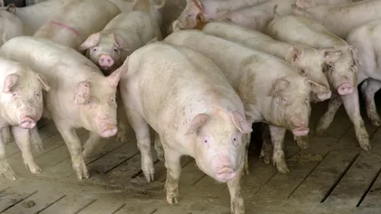 România mai are doar 3.3 milioane de porci, jumătate față de 2006