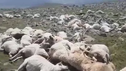 Privelişte înfiorătoare pentru un cioban: sute de oi ucise de fulger