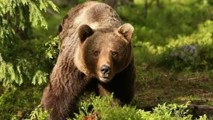 Bărbat atacat de urs în Harghita. 14 apeluri în ultimele două zile pentru îndepărtarea urșilor din gospodăriile oamenilor