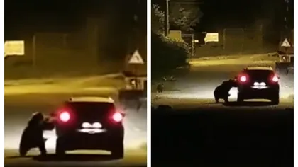 O ursoaică cu pui a sărit pe o maşină şi a lovit cu labele portiera din dreptul şoferului. Imagini incredibile surprinse în Buşteni