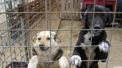 Programul pentru sterilizarea a 10.000 de câini şi pisici din Bucureşti a fost aprobat în CGMB