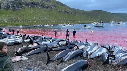 Ritual barbar: Peste 1.400 de delfini uciși într-o singură zi în Insulele Feroe