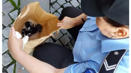 Amendă uriaşă primită de un bucureştean care a abandonat cinci pui de pisică pe stradă