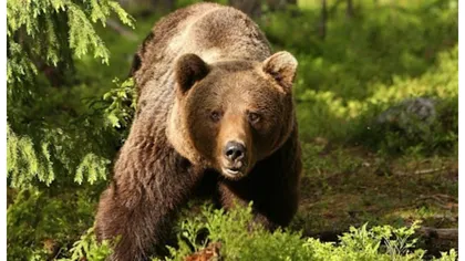 Turişti din Ucraina, atacaţi de urs la Castelul Peleş. Primarul din Sinaia: 