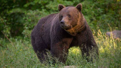 Ordonanţa referitoare la urşii bruni a fost aprobată: 