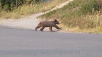 Situaţie neobişnuită întâlnită pe DN1. Un pui de urs a fost găsit mort în mijlocul drumului