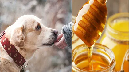 Mierea, alimentul-minune pentru câini. Ce beneficii are pentru patrupezi și cum o poți introduce în hrana lor!