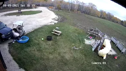 VIDEO incredibil. Un câine fură o maşină de golf, face accident şi părăseşte locul faptei ca şi cum nimic nu s-ar fi întâmplat