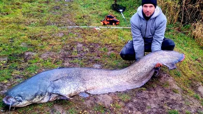 Un pescar din Satu Mare a dat lovitura. Bărbatul a reușit să prindă un ”monstru” lung de doi metri și 70 de kilograme FOTO
