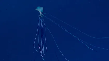Creatură rară descoperită pe fundul oceanului: 
