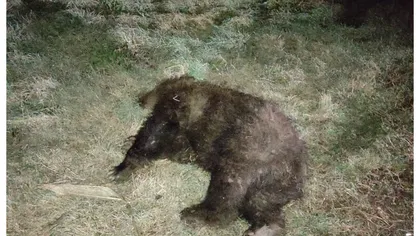 Urs lovit de maşină, în Covasna. Animalul a murit pe loc
