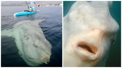 VIDEO! Peștele monstru de 2,5 tone care arată ca un rechin pe steroizi! Un surfer a dat peste creatura preistorică pe care aproape nimeni n-a mai văzut-o vreodată!