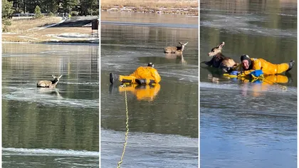 Imagini impresionante cu o căprioară salvată dintr-un lac îngheţat. VIDEO