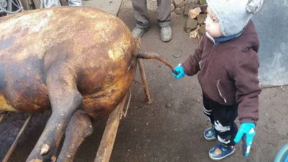 De unde a pornit obiceiul copiilor călare pe porc. Este sau nu acesta tradiție de Ignat, în România