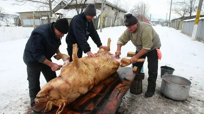 Zonele din România unde e INTERZISĂ tăierea porcului, fără avizul medicului veterinar. Ce trebuie să știe românii înainte de Crăciun!