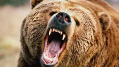 O persoană a murit după ce a fost atacată de urs. O nouă tragedie în Harghita
