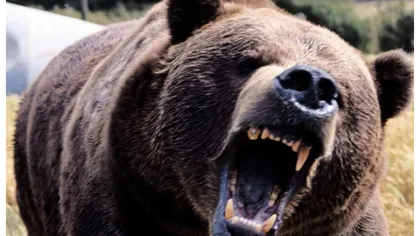 Urşii care pun în pericol viaţa oamenilor vor putea fi ucişi şi în afara oraşelor. UDMR: 