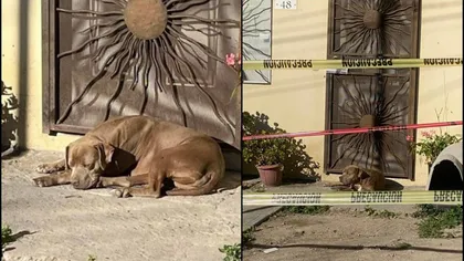 Emoționant! Câinele unei jurnaliste împușcate mortal își așteaptă stăpâna în fața ușii să se întoarcă acasă