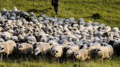 Gestul unui cioban pentru a convinge oamenii să se vaccineze. S-a folosit de 700 de oi şi capre