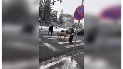 Porc filmat în timp ce traversează strada pe trecerea de pietoni. Imagini incredibile surprinse în Cluj
