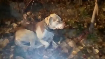 Bucureşteancă amendată cu 3.000 de lei, pentru că şi-a lăsat câinele în parc. Femeia a fost identificată cu ajutorul microcipului