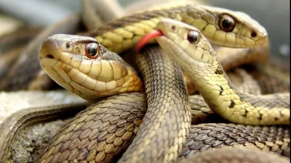A fost găsit MORT în casă, înconjurat de peste 100 de șerpi
