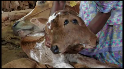 Naştere paranormală într-un sat din India. S-a născut viţelul cu două capete. Locuitorii sunt îngroziţi! VIDEO