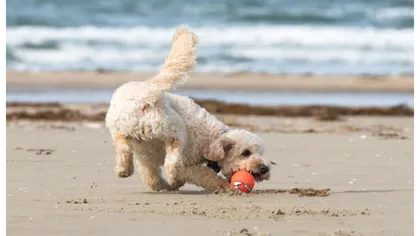 În ce condiţii îţi poţi plimba câinele pe plajă, fără să fii amendat. Noi reguli pentru posesorii de animale de companie