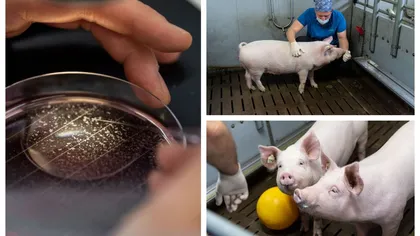 Germania va creşte porci modificați generic pentru transplanturi de inimă la om