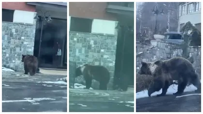 Doi urşi au vrut să intre într-un hotel din Sinaia. Imagini terifiante: 