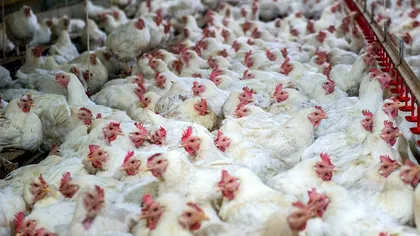 Rusia îşi lansează propria găină. „Smena 9” ar urma să rezolve problema producţiei de carne şi ouă, grav afectată de sancţiunile occidentale