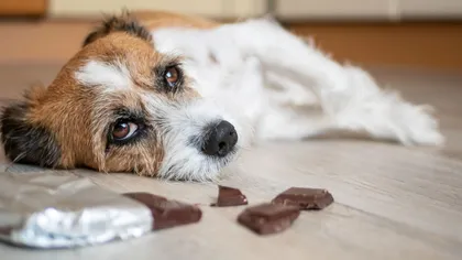 De ce e interzis să-i dai câinelui tău să mănânce ciocolată. E produsul cel mai nociv, iată ce riscă să pățească