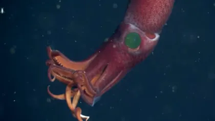 Descoperire ciudată în adâncurile oceanului. Creatura neobişnuită cu un ochi verde și unul albastru