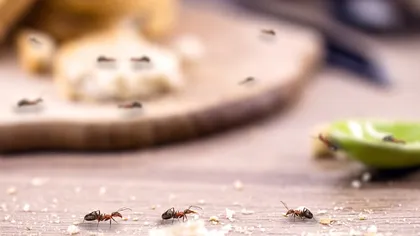 Cum scapi de furnicile, gândacii de bucătărie şi păianjenii care ţi-au invadat casa. Metode naturiste care le ţin departe de locuinţa ta