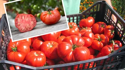 Preţul roşiilor la piaţă în 2022. Cât vor plăti românii anul acesta kilogramul de tomate autohtone în condiţiile creşterii cu peste 50% a costurilor de producţie