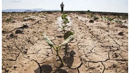 Cât de mult a afectat seceta culturile agricultorilor români. MADR a prezentat raportul