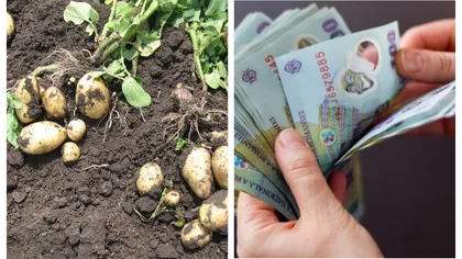 Subvenţii pentru cartofi. Statul sare în ajutorul românilor. Care sunt condiţiile ca să primeşti banii