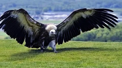 Cea mai mare pasăre din lume era un prădător de temut. Avea aripile cât un avion uşor