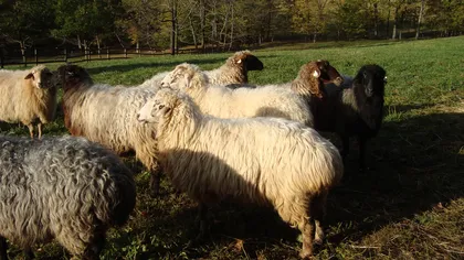 De ce renunţă ciobanii din România la mioriţele noastre ca să crească oile de Karakul obţinute din încrucişarea cu ovine din Rusia şi Germania